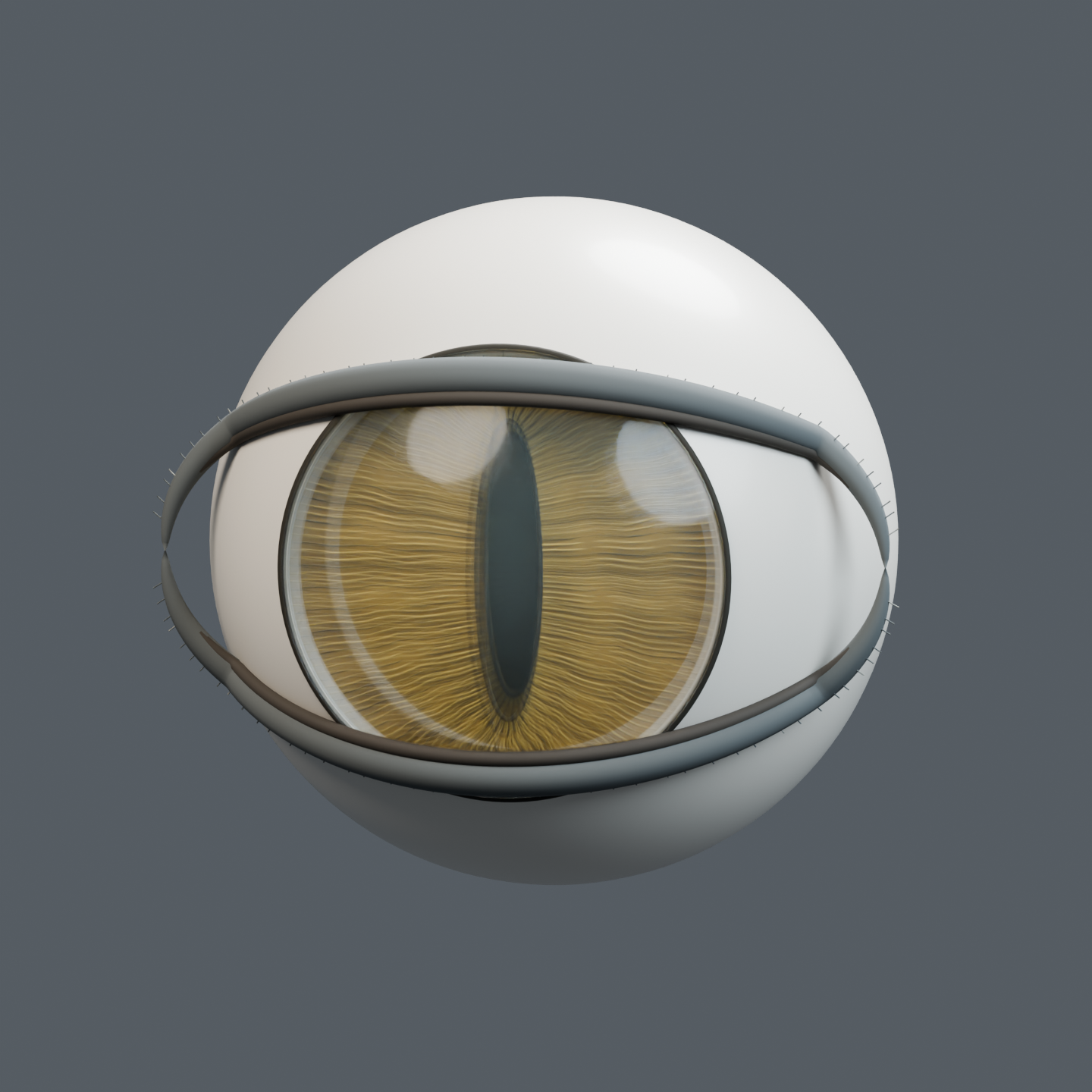 Inside a cat’s eye, assembled original educational model
